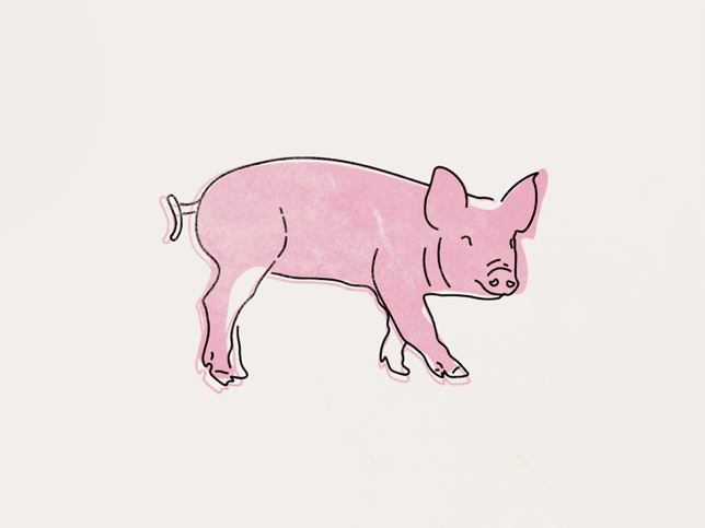 illustrated pig